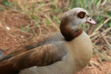 Browns And Buffs Of Egyptian Goose