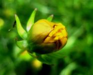Bursting Yellow Daisy  Bud
