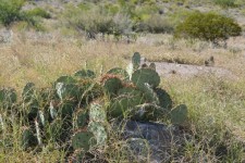 Cactus Plant Desert Park Green Leaf