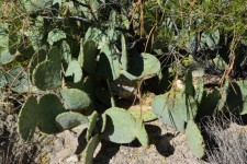 Cactus Plant Desert Texas Park