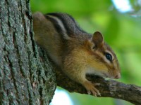 Chipmunk In Tree