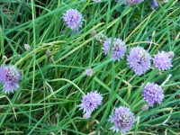 Chive Plant In Spring Flower