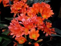 Clivia Flowers