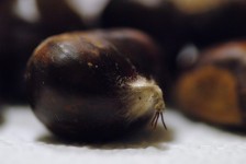 Close Up Of Chestnut
