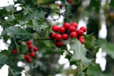 Close-up Of Holly Berries