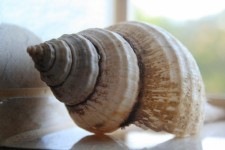 Concentric Conch Sea  Shell