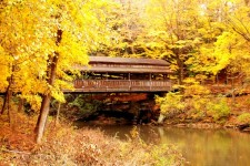 Covered Bridge And Yellow Leaves