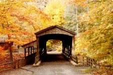 Covered Bridge In Forest 1