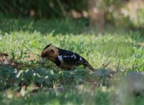 Crested Barbet In The Garden
