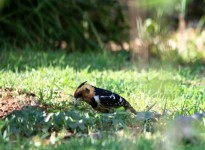 Crested Barbet On The Lawn