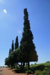 Cypress Trees At Memorial