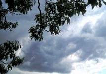Dark Clouds With Foliage Silhouette