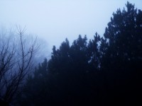 Dark Trees, Cold Fog II