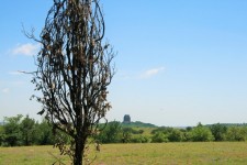 Dead Tree In Veld