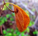 Deep Yellow Discolored Leaf