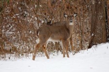 Deer In The Woods 3