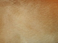 Dog Fur Texture III