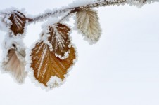 Dry Leaves In Snow