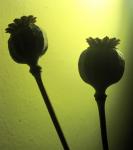 Dry Poppy Pods
