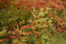 Early Autumn Sumac Bushes
