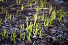 Early Spring Shoots