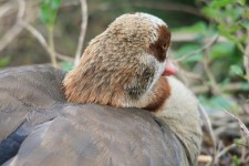 Egyptian Goose At Rest