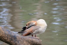 Egyptian Goose At The Waterside