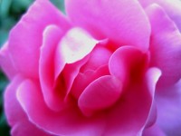 Exquisite Pink Rose