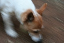 Fast Moving Terrier Dog