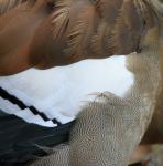 Feathers Of Egyptian Goose