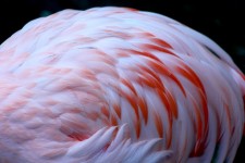 Flamingo Feathers Close Up