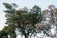 Flowering  Syringa Trees