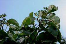 Foliage Of Japanese Raisin Tree