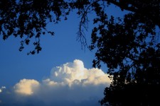 Foliage Silhouette And Cloud