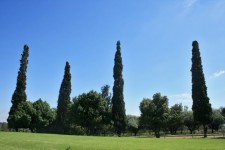 Four Cypress Trees Against Sky