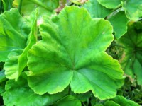 Frilly Geranium Leaf