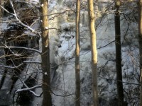 Frozen Waterfall Through Trees