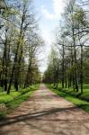 Garden Path, Peterhof