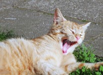 Garfield Yawns In The Sun