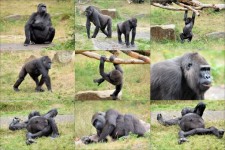 Gorilla Collage 1