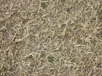 Grass Texture VIII