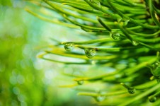 Green Branches With Water Drops