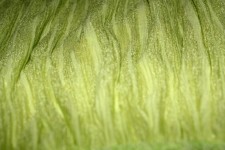 Green Cloth Background 3