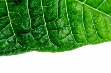 Green Leaf As Background
