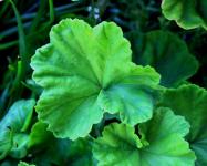 Green Leaves Of Geranium