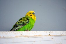 Handsome Male Parakeet