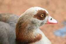 Head And Neck Of Egyptian Goose