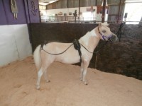 Horse In Harness