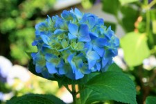 Hydrangea Flower With Blue Hue