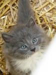 Kitten With Blue Eyes